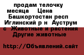 продам телочку 2 месяца. › Цена ­ 7 000 - Башкортостан респ., Иглинский р-н, Ауструм с. Животные и растения » Другие животные   